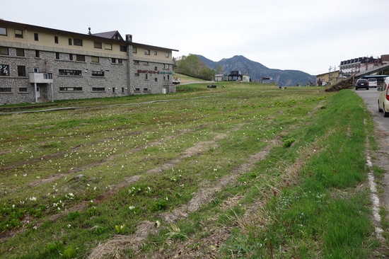 高天ヶ原のミズバショウ