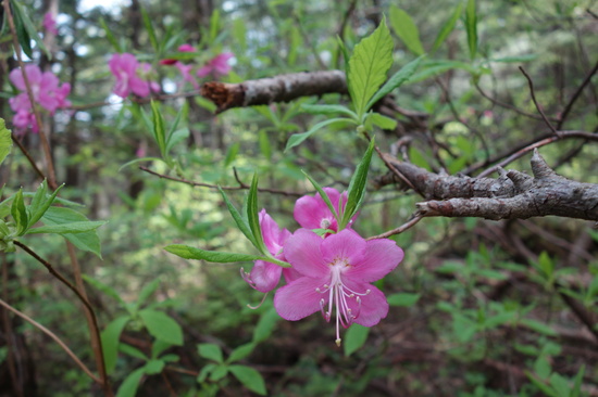 ムラサキヤシオツツジ