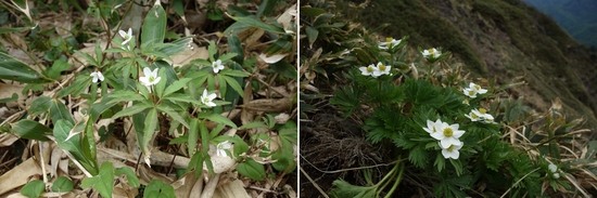 ヒメイチゲとハクサンイチゲ