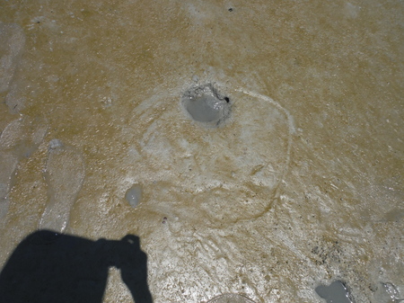 藤前干潟　アカエイと思われる魚のフィールドサイン