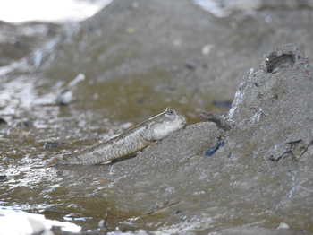 藤前干潟 トビハゼの巣穴