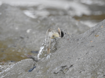 藤前干潟 トビハゼ チムニー型