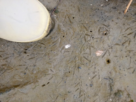 藤前干潟 トウネンの足跡