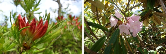 レンゲツツジとアズマシャクナゲ