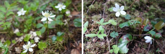 ミツバオウレンとコミヤマカタバミ