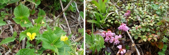 ナエバキスミレとイワカガミ