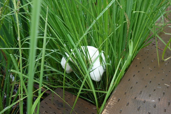 シュレーゲルアオガエルの卵塊