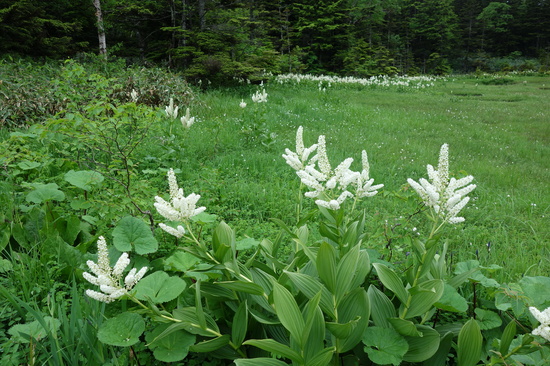 四十八池湿原のコバイケイソウ