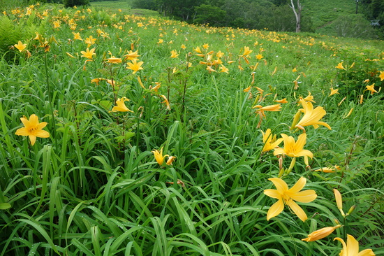 丸池スキー場のニッコウキスゲ