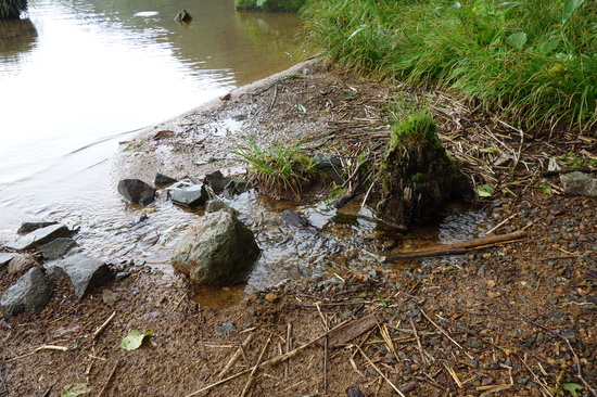 大沼池の水際の湧き水