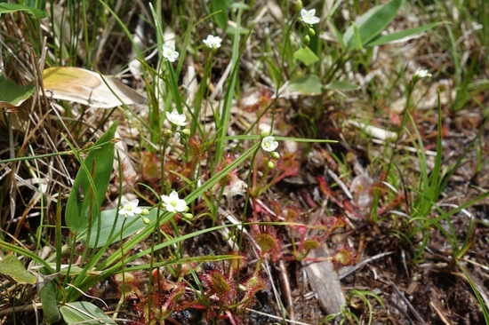 モウセンゴケの花