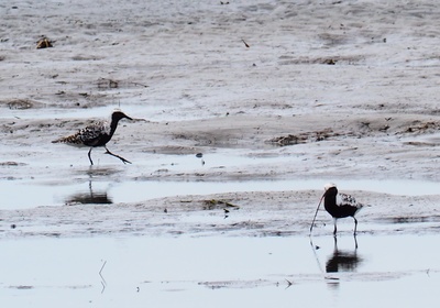 2021年8月23日　ダイゼン（夏羽）