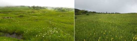 ワタスゲとキンコウカ