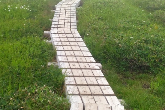 木道にとまるトンボ