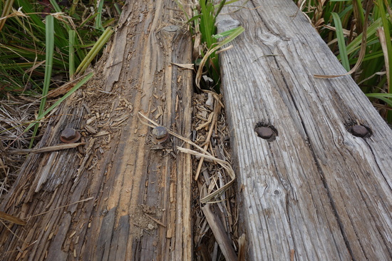 表面の削れた木道