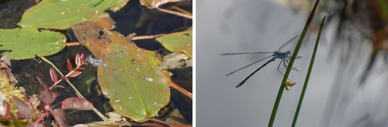 イトトンボの仲間