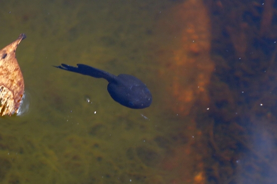 オタマジャクシ