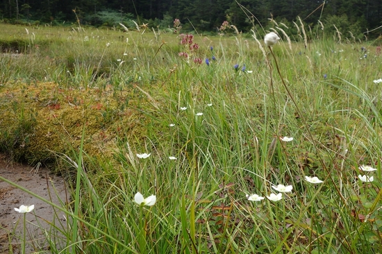 ウメバチソウやリンドウの花が咲き、イワショウブやモウセンゴケは果実を付けていました