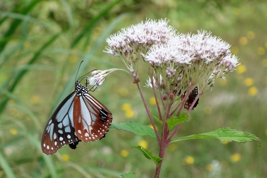 アサギマダラの吸蜜