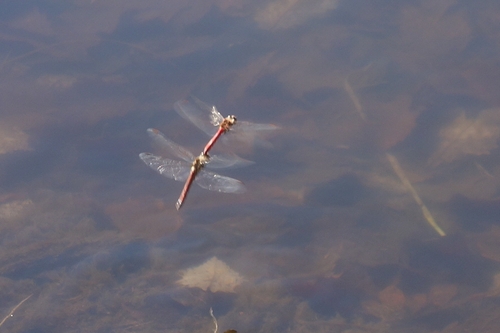 11月17日に蓮池で赤とんぼ