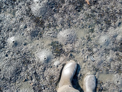 2021年11月16日 干潟上の無数の穴