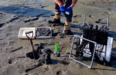 藤前干潟 底生生物調査