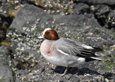 ヒドリガモ(オス)
