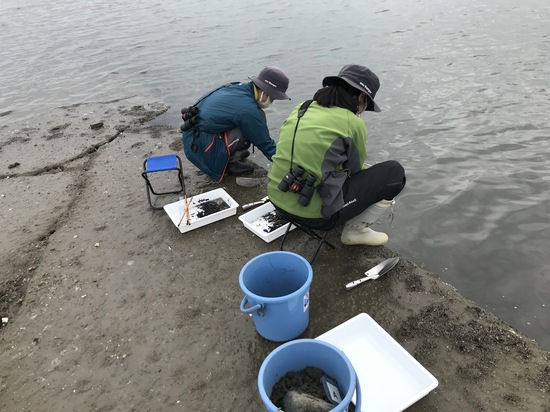 採取した干潟の泥をふるいにかける