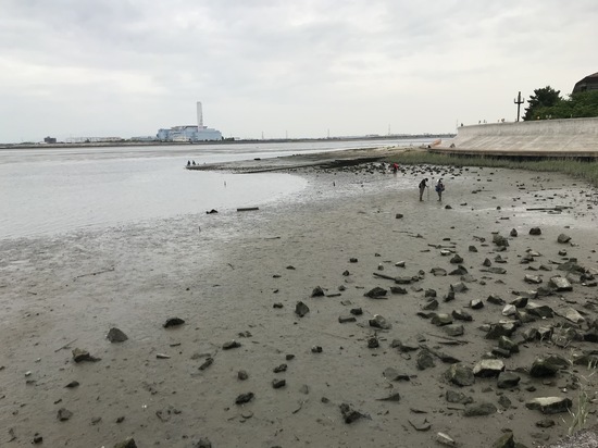 藤前干潟鳥獣保護区内の調査地