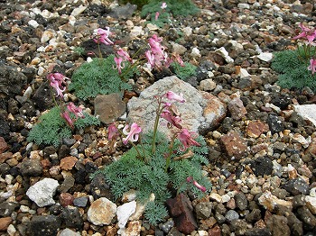 白山国立公園に生育するコマクサ