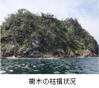 樹木の枯損状況