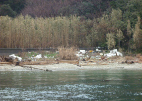 浮島南岸実施前