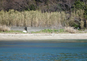 浮島南岸実施後