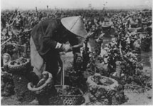 写真:藤前干潟のカキ養殖