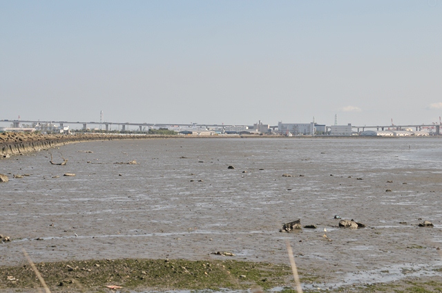 写真:新川河口干潟