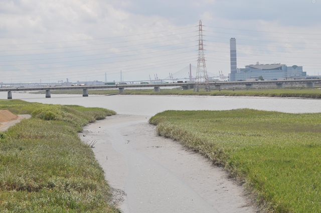 写真:庄内川河口干潟1