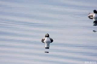 写真：白と黒のコントラスト（水面のカンムリウミスズメ）