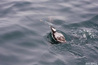 写真：とさか（かんむり）が印象的なカンムリウミスズメ