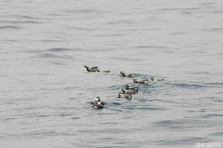 写真：群れで生活するカンムリウミスズメ