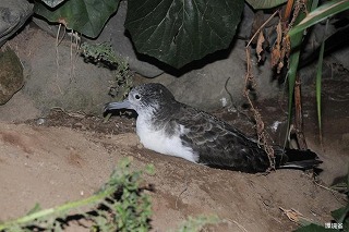 写真：斜面で休憩するオオミズナギドリ