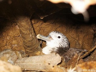 写真：オオミズナギドリ、穴の中で