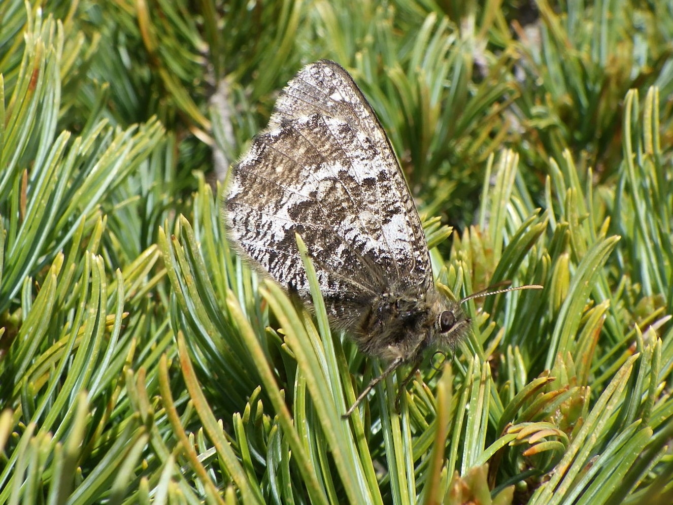 写真 1 タカネヒカゲ八ヶ岳亜種 オス成虫