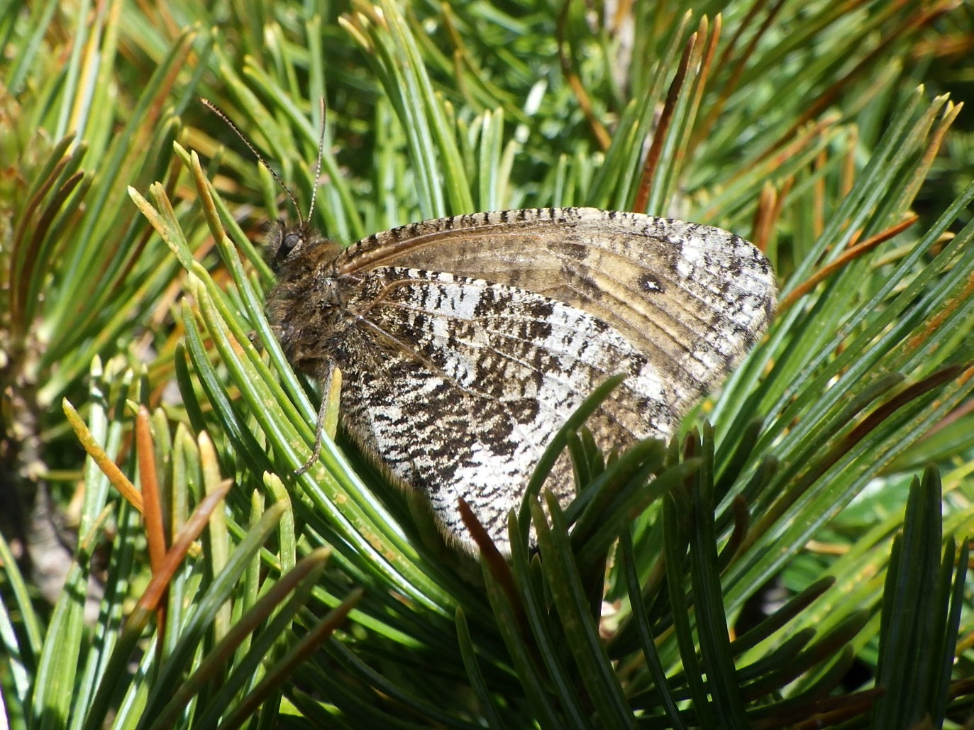 写真 2 タカネヒカゲ八ヶ岳亜種 メス成虫