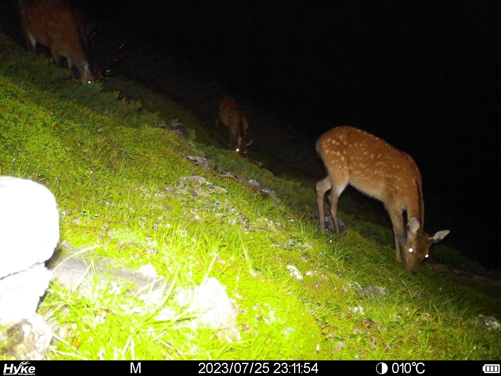 写真3 生息地付近で確認されたニホンジカ