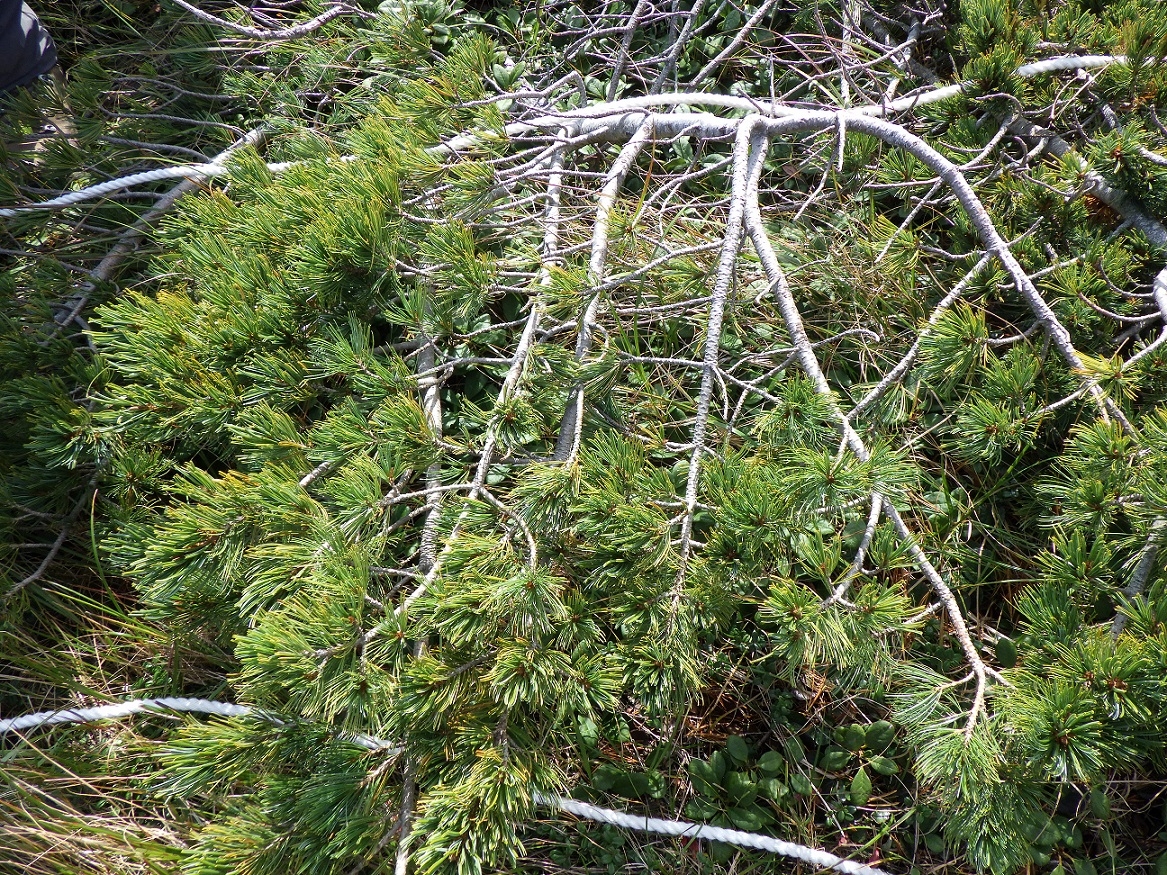 写真4 草本を被覆するハイマツ