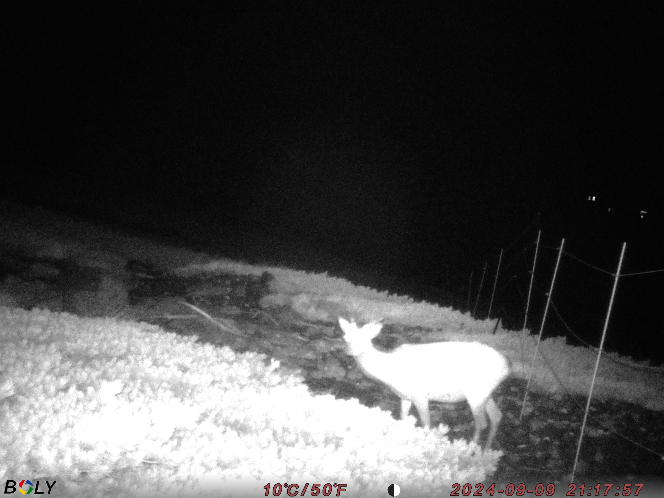 写真7 防鹿柵外のニホンジカ