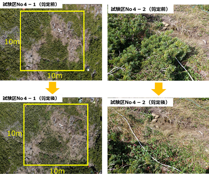 図1 ハイマツ剪定試験前後の比較