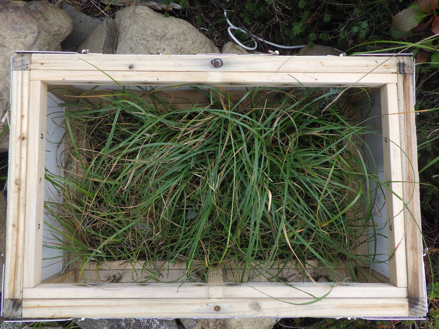 写真8 飼育箱内の様子