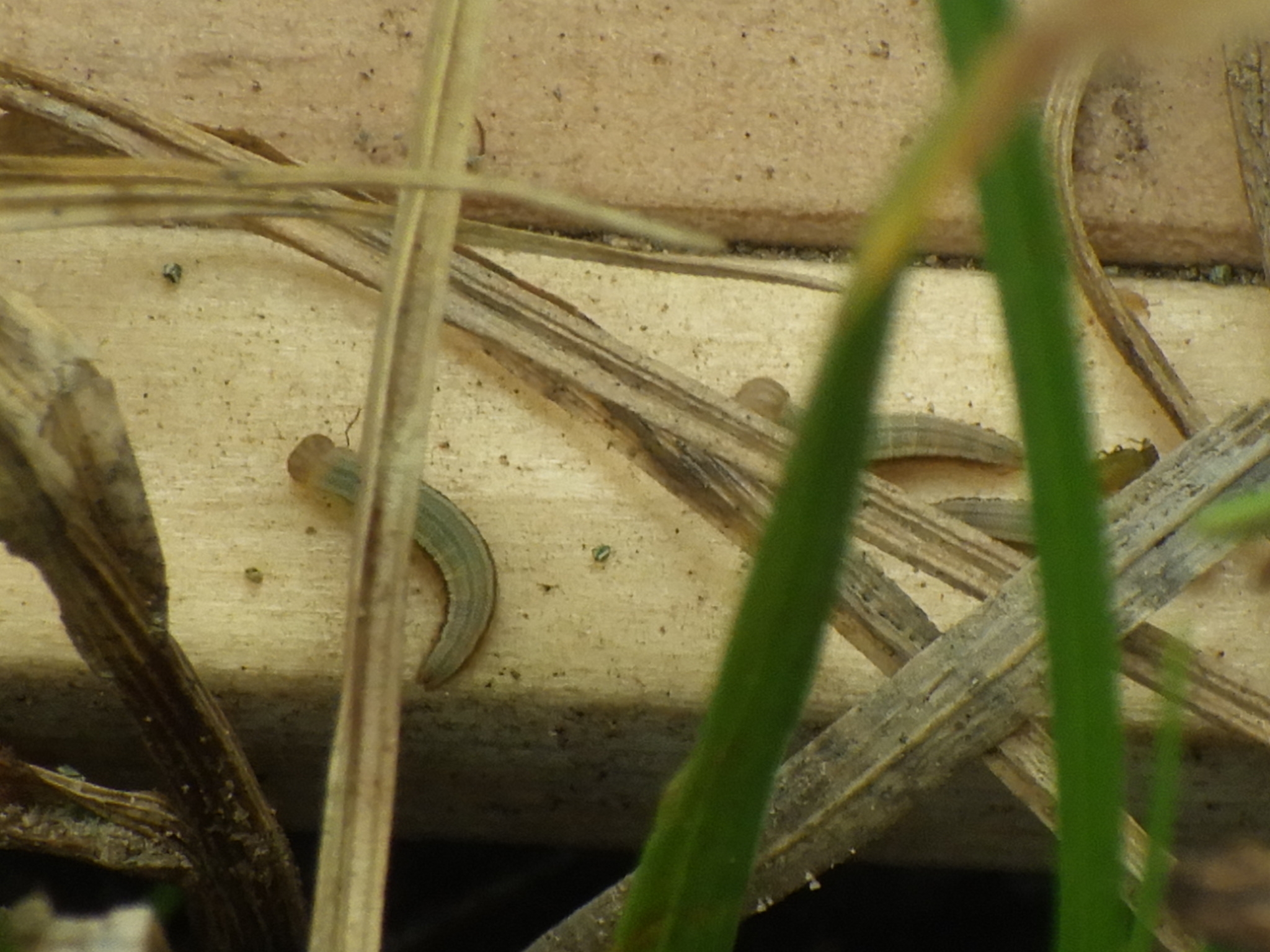 写真9 飼育箱内のヤツタカネ幼虫