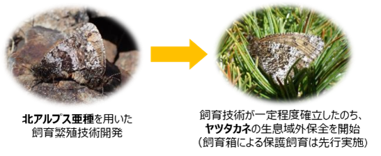 図2 ヤツタカネの生息域外保全の流れ